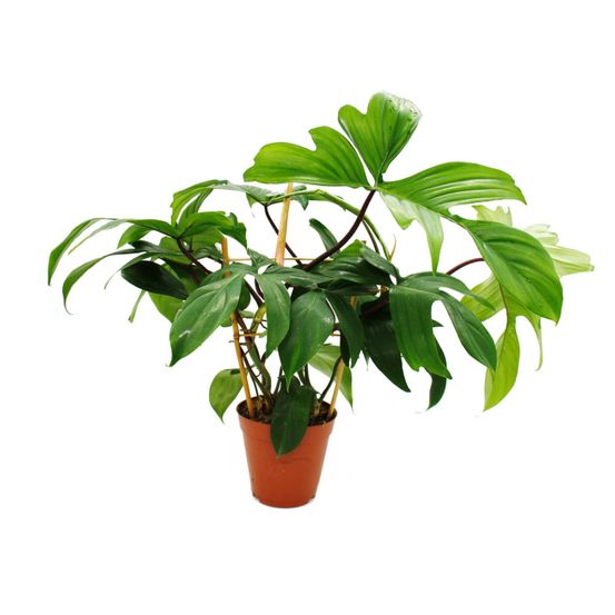 Philodendron florida beauty green - tree friend - pot 15cm sur treillis
