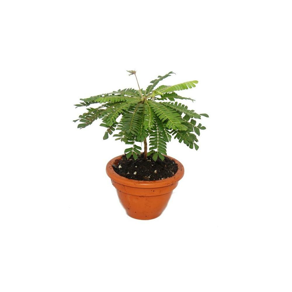 Biophytum sensitivum - palmier des mers du sud - pot en argile de 9cm - la plante qui bouge - idéal pour les enfants - mini palmier