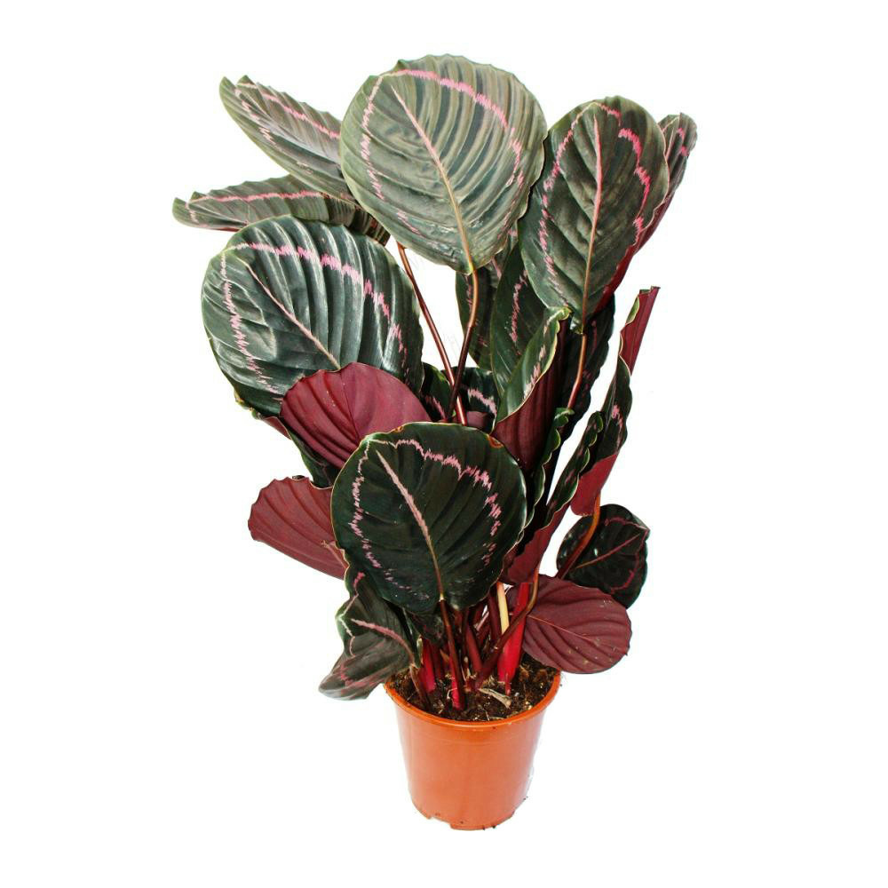 Plante d'ombre xxl avec motif de feuilles insolite - calathea dottie - pot de 17cm - hauteur environ 60cm