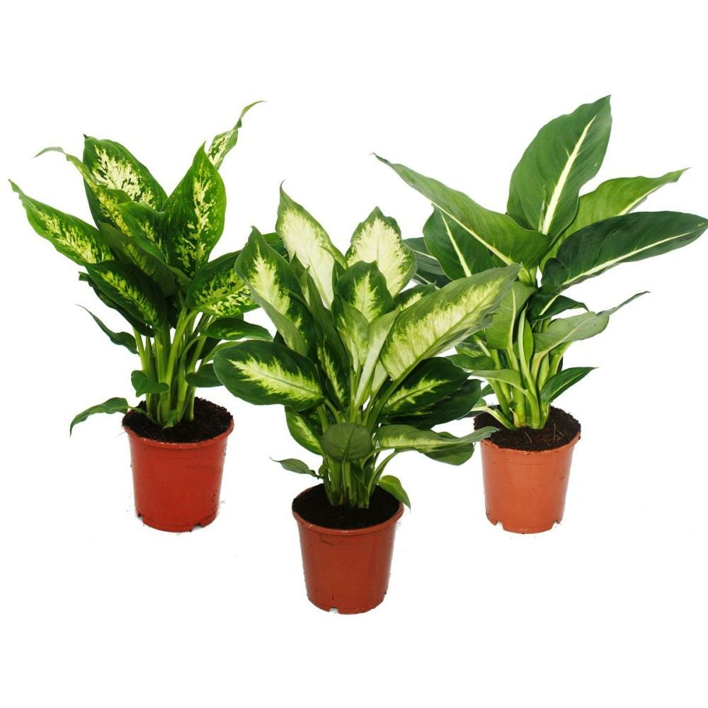 Diefenbachie - ensemble de 3 avec 3 types différents variétés - plantes d'intérieur - plantes en pot pour débutants