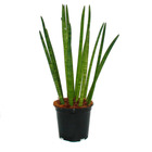 Sansevieria cylindrica - solitaire - plante solitaire - pot 19cm