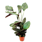 Plante d'ombre xxl avec un motif de feuilles inhabituel - calathea ornata - pot de 19 cm - environ 70-90 cm de haut