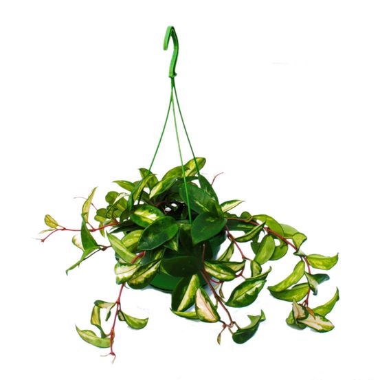 Plante d'intérieur à suspendre - hoya carnosa rubra - fleur en porcelaine - fleur de cire 14cm feu tricolore