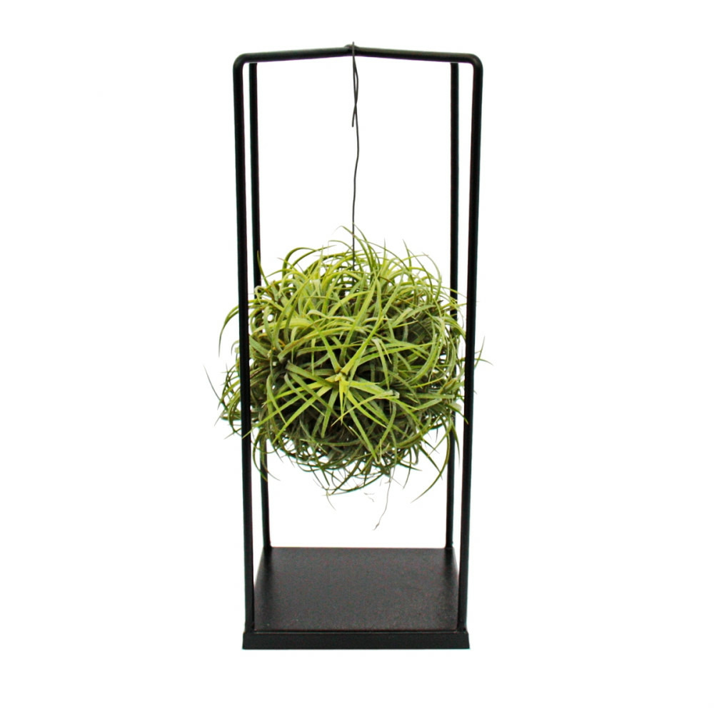 Arrangement de tillandsia magic ball - dans un cadre en métal