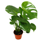 Exotenherz - feuille de fenêtre - monstera deliciosa - 1 plante - facile d'entretien - purificateur d'air - pot 12cm