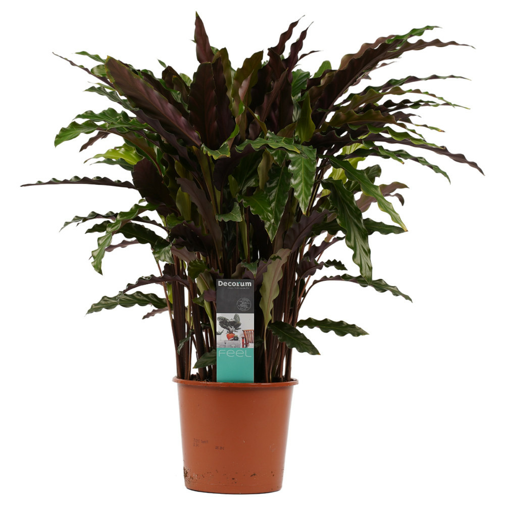 Plante d'ombrage aux feuilles rouge-vert - calathea rufibarba "elgegrass" - pot de 17cm - environ 65-70cm de haut - sans cache-pot