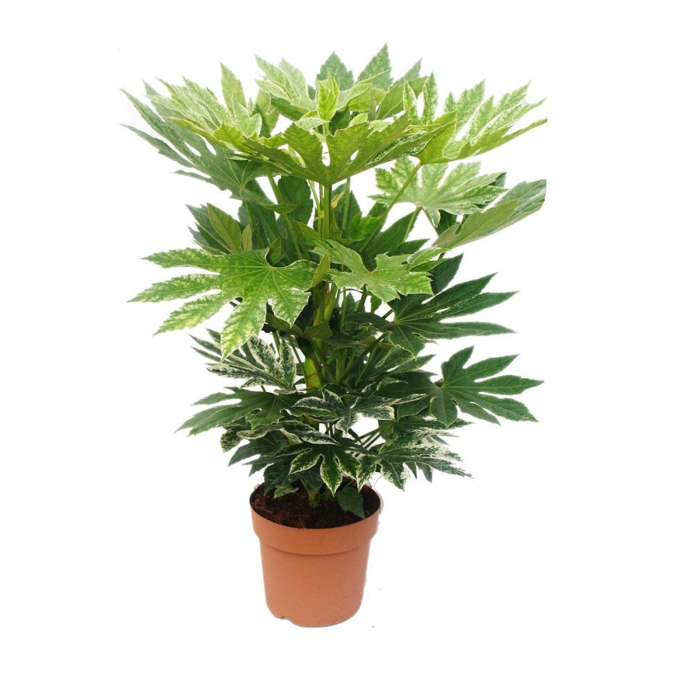 Aria de pièce - fatsia japonica var - env. 60-80cm haut - pot 20cm