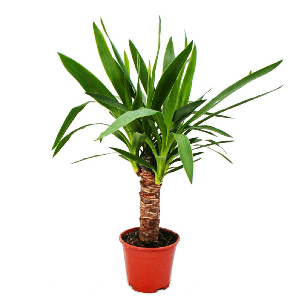 Exotenherz - lys de palmier - palmier yucca - 1 plante - entretien facile - purificateur d'air - pot 14cm