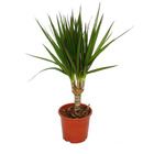 Exotenherz - dragonnier - dracaena marginata - 1 plante - plante d'intérieur facile d'entretien - purificateur d'air - pot de 12cm