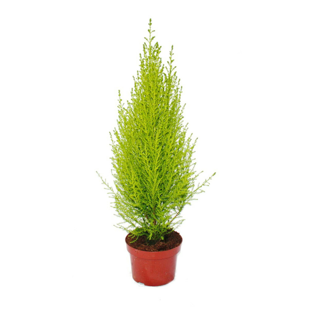 Exotenherz - cyprès d'intérieur - cupressus macrocarpa wilma - 1 plante - facile d'entretien - purificateur d'air - pot 12cm