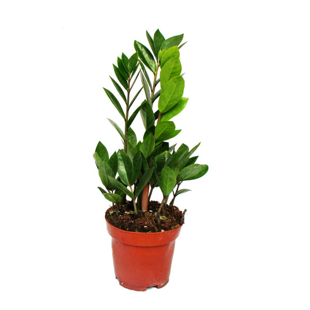 Exotenherz - palmier zamio - zamioculcas zamiifolia - 1 plante - facile d'entretien - purificateur d'air - pot 12cm