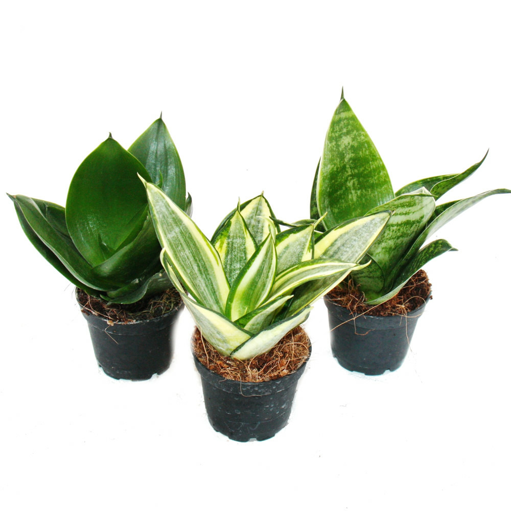 Sansevieria trifaciata hahnii - 3 différents plantes en pot de 5,5cm - chanvre d'étrave, belle langue maternelle