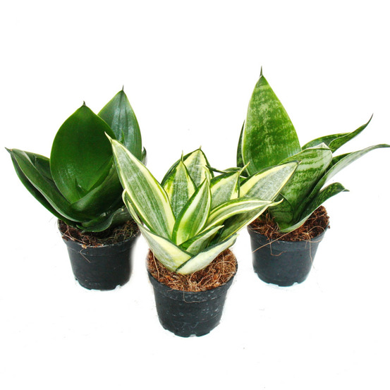Sansevieria trifaciata hahnii - 3 différents plantes en pot de 5,5cm - chanvre d'étrave, belle langue maternelle