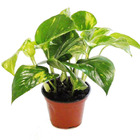 Éfeutre - scindapsus - epipremnum - 12cm pot - plante d'intérieur