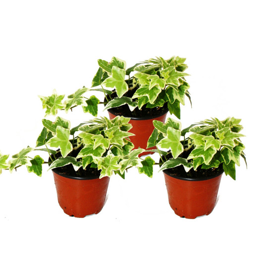 Hedera helix, set de 3, lierre, feuilles blanches, pot de 9cm
