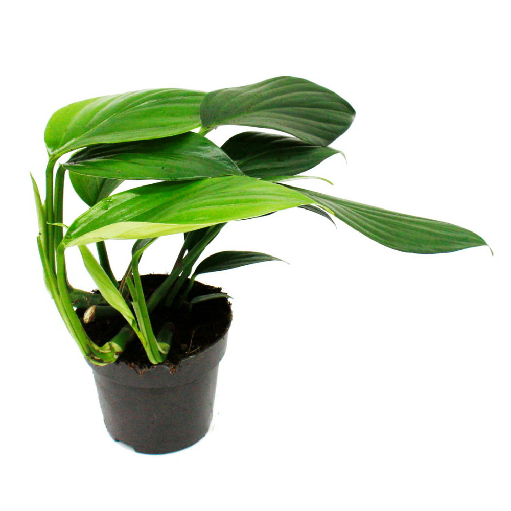 Philodendron 