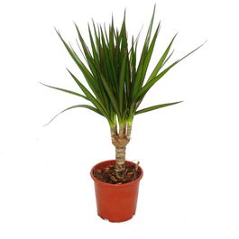 Dracaena Marginata - Dragonnier XL - Pot de 27cm - Hauteur de 150-160cm - Plant in a Box Dracaena Marginata - Dragonnier XL - Pot de 27cm - Hauteur de 150-160cm - Plant in a Box