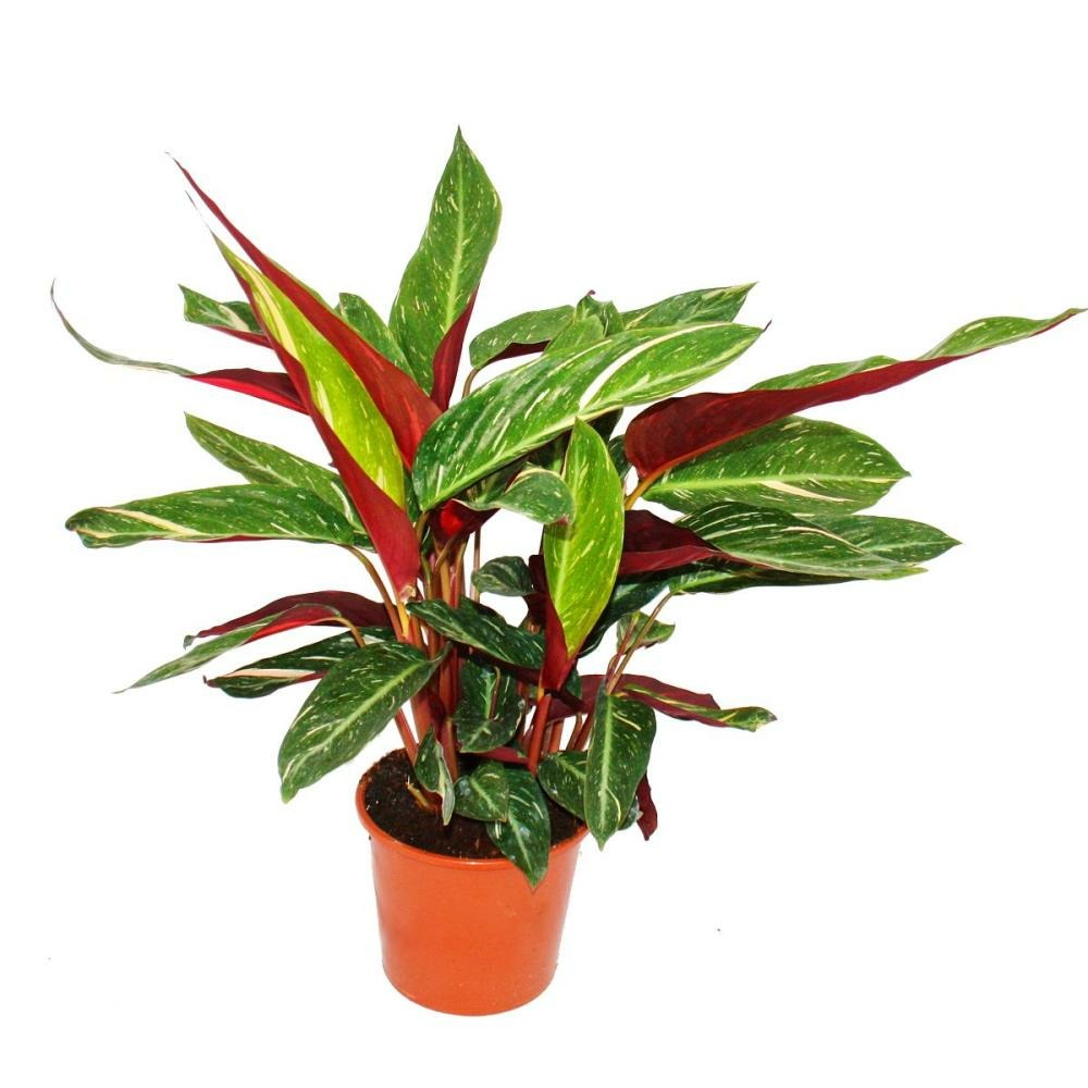 Plante d'ombre avec un motif de feuilles inhabituel - calathea "magicstar" - pot de 17 cm - hauteur environ 60 cm