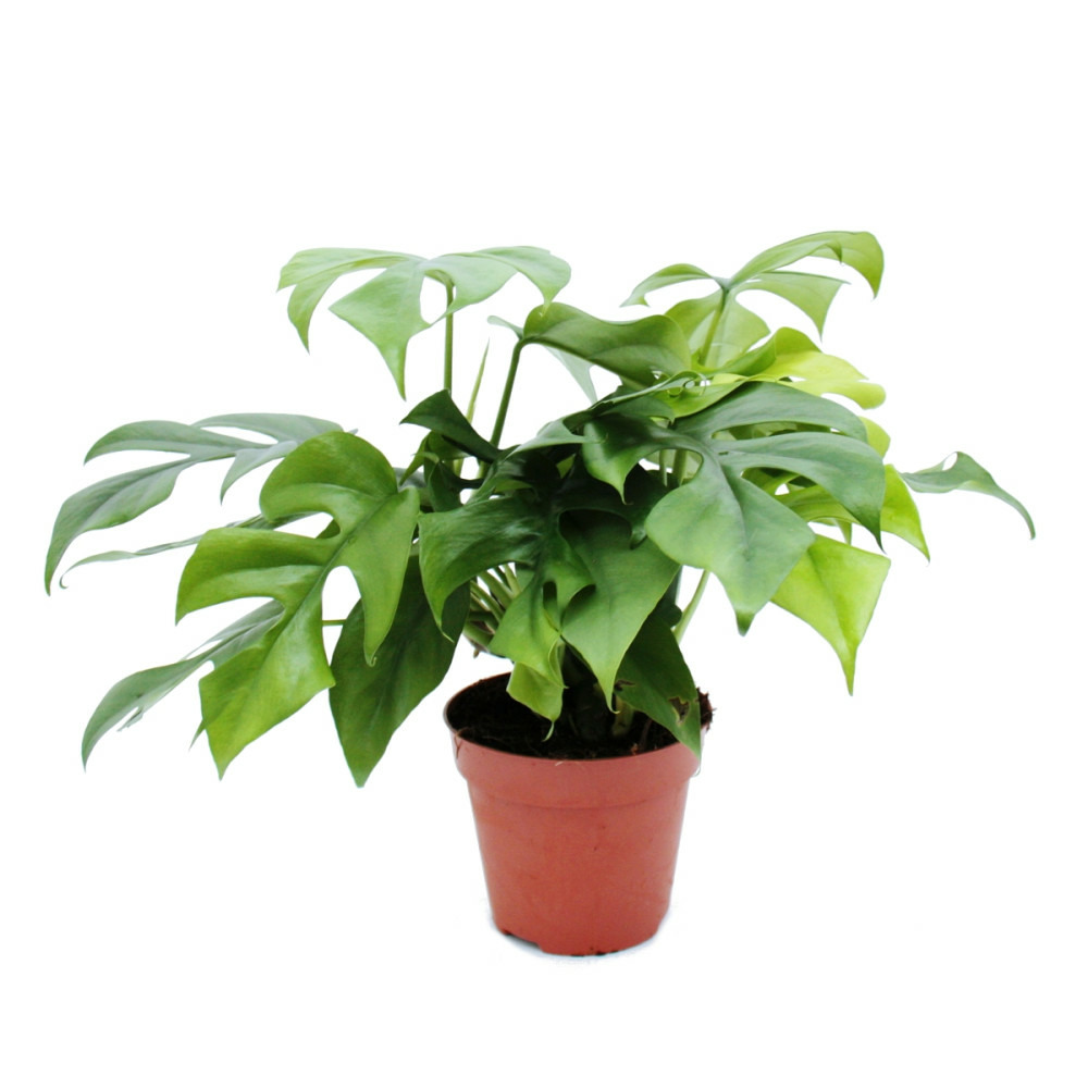 Monstera minima - feuille de fenêtre pot 12cm