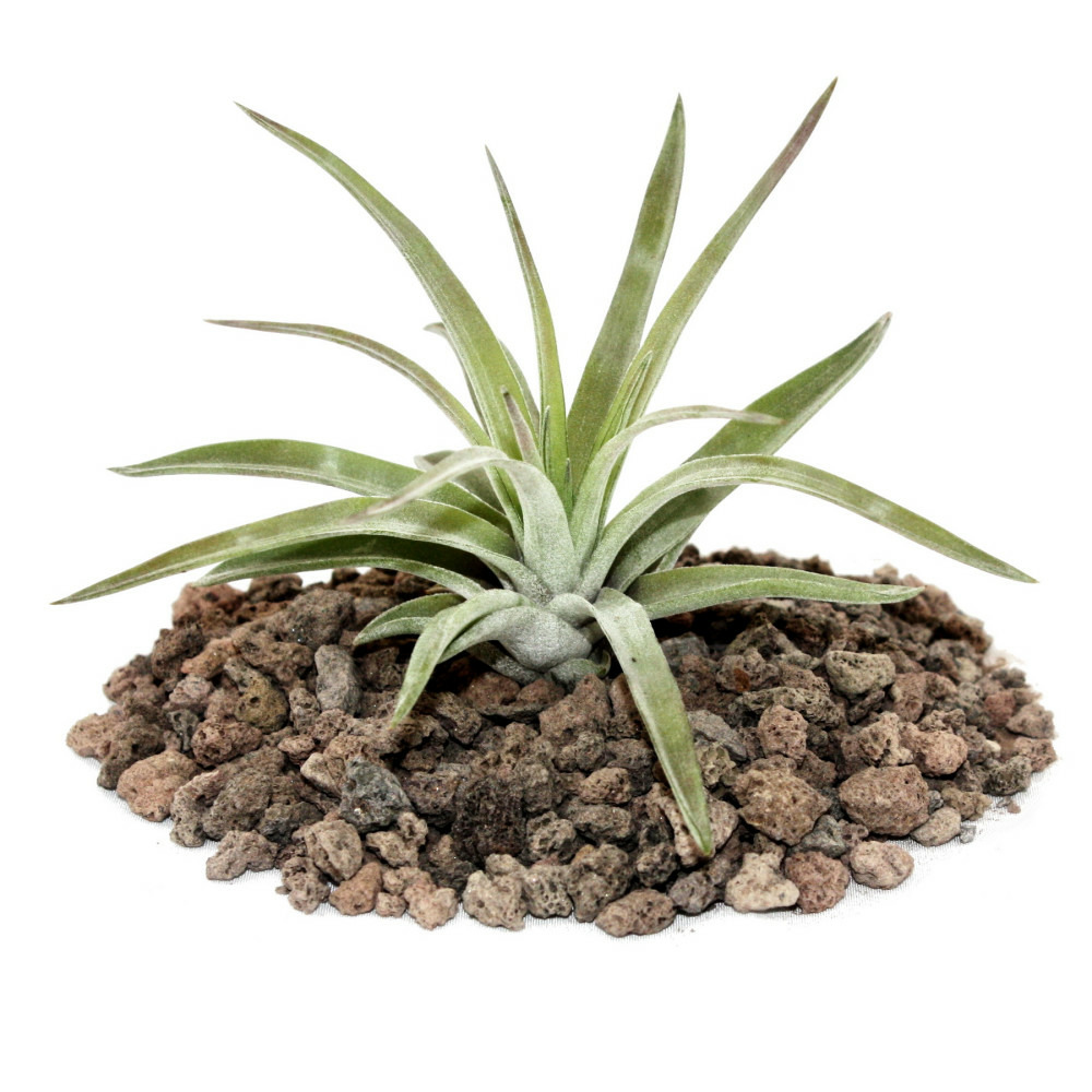 Tillandsia brachycaulos abdida - petite plante en vrac