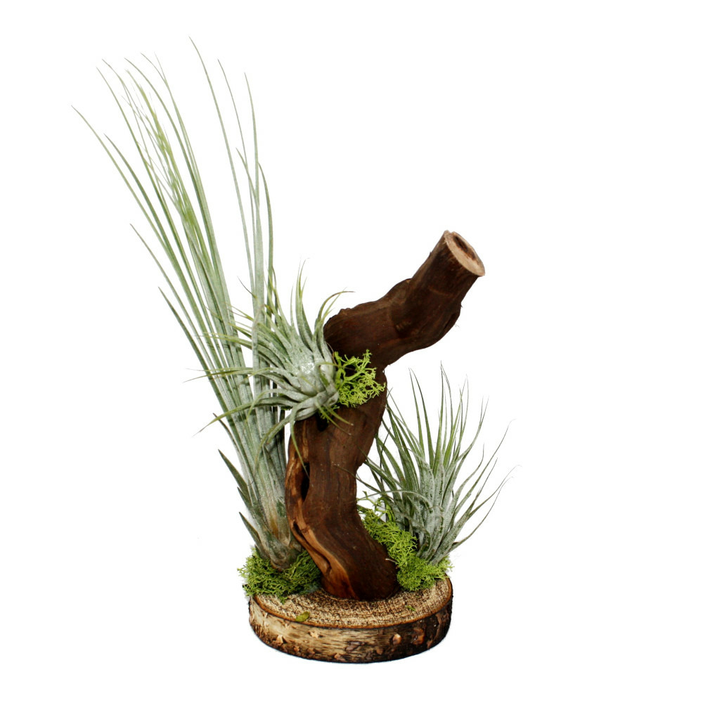 Tillandsias sur racine d'arbre - 3 plantes