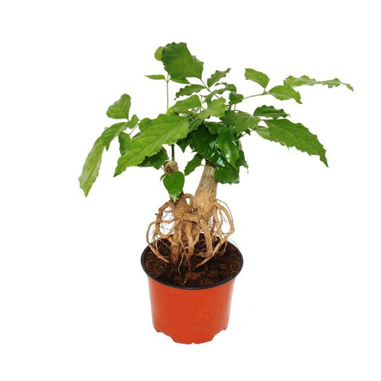 Frêne de charpentier - radermachera sinica - avec racines visibles - pot 12cm