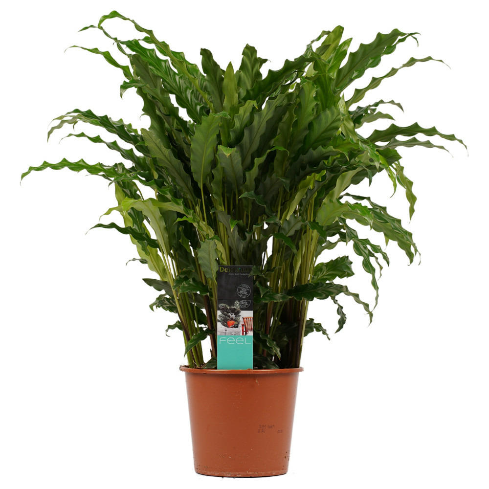 Plante d'ombrage aux feuilles inhabituelles - calathea rufibarba bluegrass - pot de 17cm - environ 65-70cm de haut - sans cache-pot