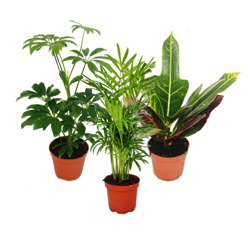 Set de 3 plantes d'intérieur - type 1- 9cm