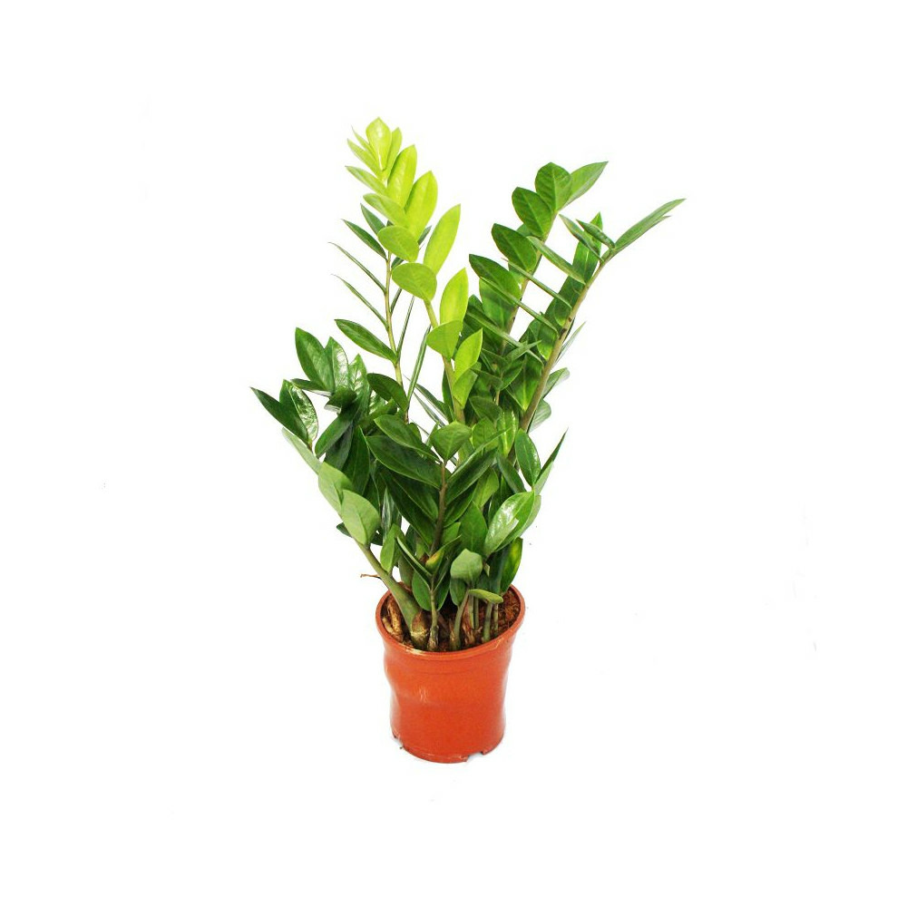 Zamioculcas zamiifolia - palmier zamio - fougère zamio 14cm pot