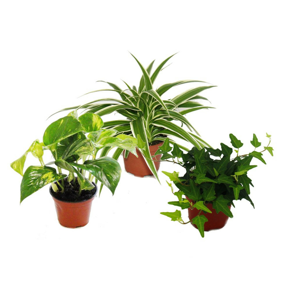 Set de treillis pour la chambre avec 3 plantes - 9cm