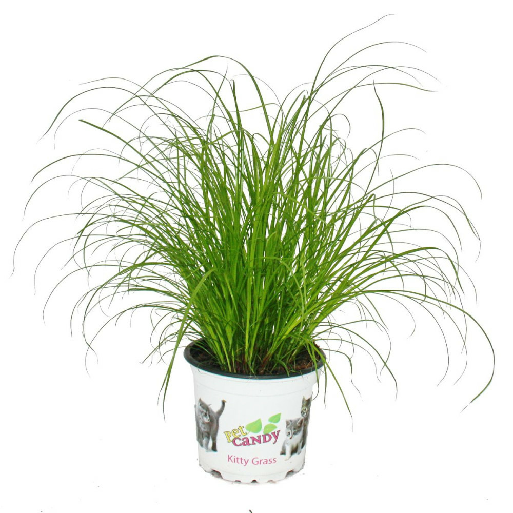 Herbe à chat - cyperus alternifolius - 3 plantes - pour le soutien digestif des chats