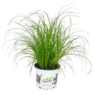 Herbe à chat - cyperus alternifolius - 3 plantes - pour le soutien digestif des chats