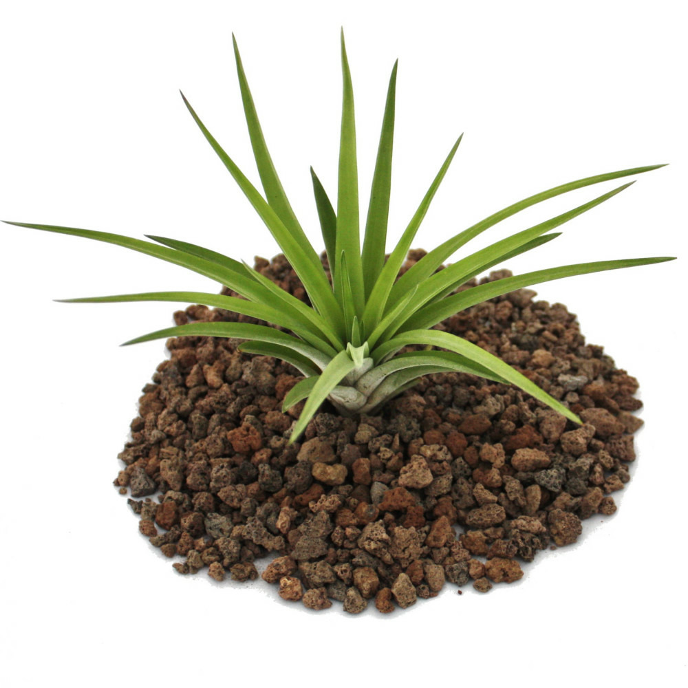 Tillandsia brachycaulos abdida - grande plante en vrac