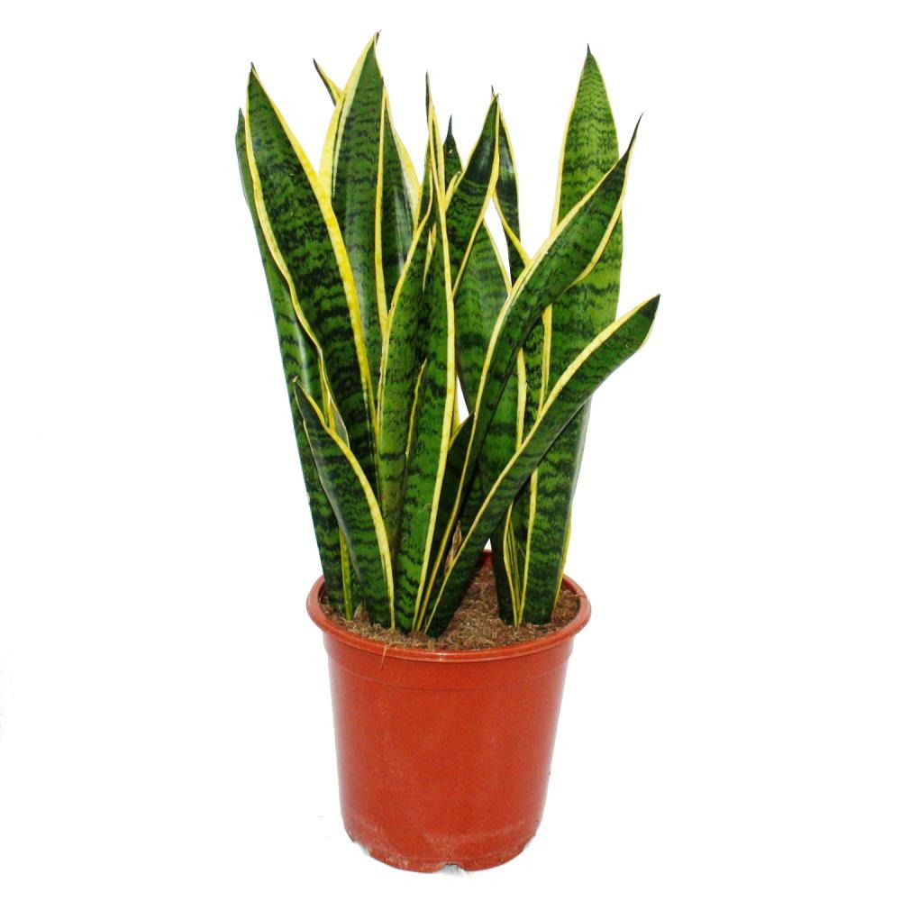 Sansevieria trifasciata - 19cm pot - hauteur totale 55-65cm haut