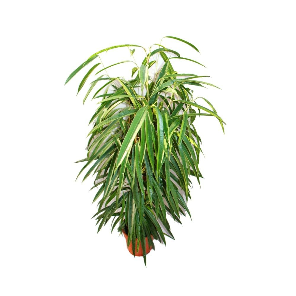 Ficus binendijkii alii - figue bouleau à longues feuilles - colonne royale - pot de 17cm