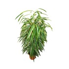 Ficus binendijkii "alii" - figue bouleau à longues feuilles - colonne royale - pot de 17cm