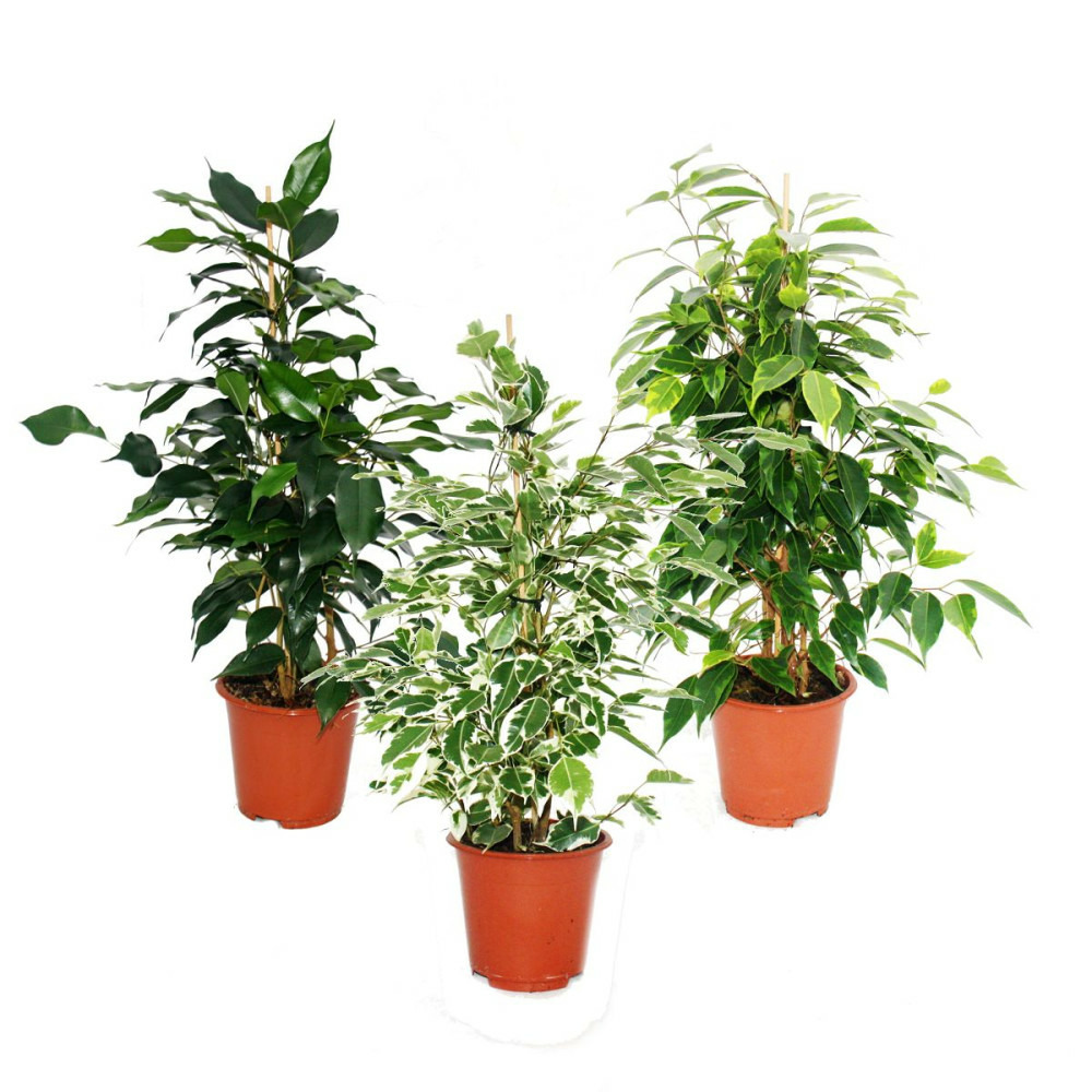 Ficus benjamini - lot de 3 - danielle - anastasia - twighlight 12cm pot