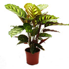 Plante d'ombre à motif de feuilles inhabituel - calathea roseapicta - pot de 14cm - hauteur env. 50cm