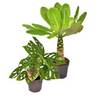 Duo exotique - feuille de singe monstera et palmier hawaien - 2 plantes exotiques dans un set - pot de 12cm