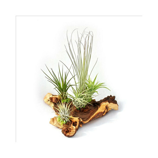 Tillandsias sur racine de mopani - xxl - 5 plantes