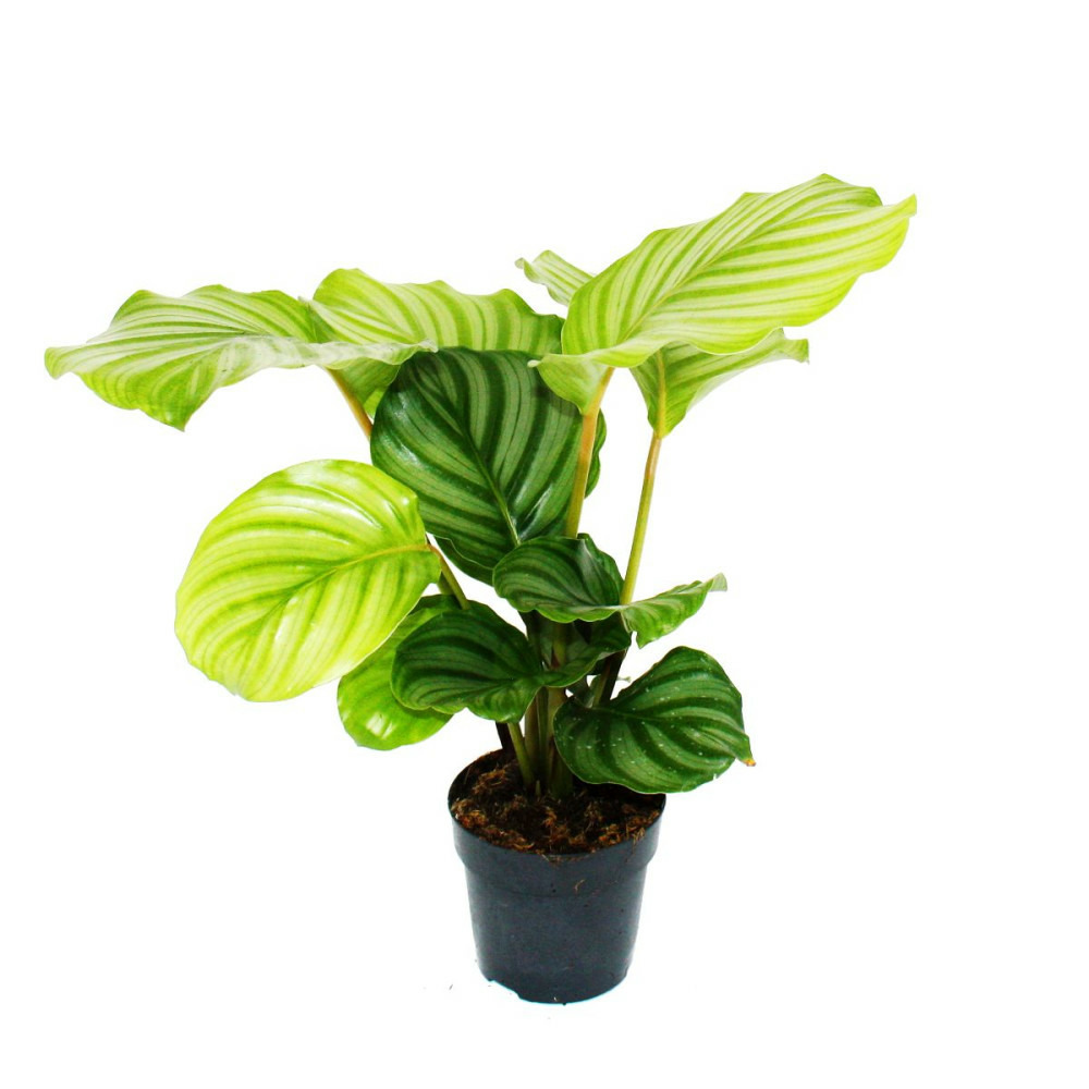 Plante d'ombre à l'aspect zèbre - calathea orbifolia - pot 12cm - hauteur 40cm env.