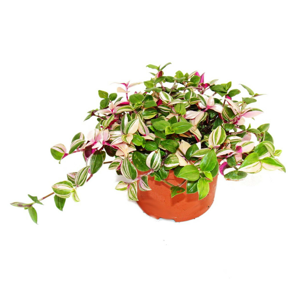 Exotenherz - fleur à trois mâts - tradescantia quadricolor - plante d'intérieur à suspendre facile d'entretien - pot de 12 cm