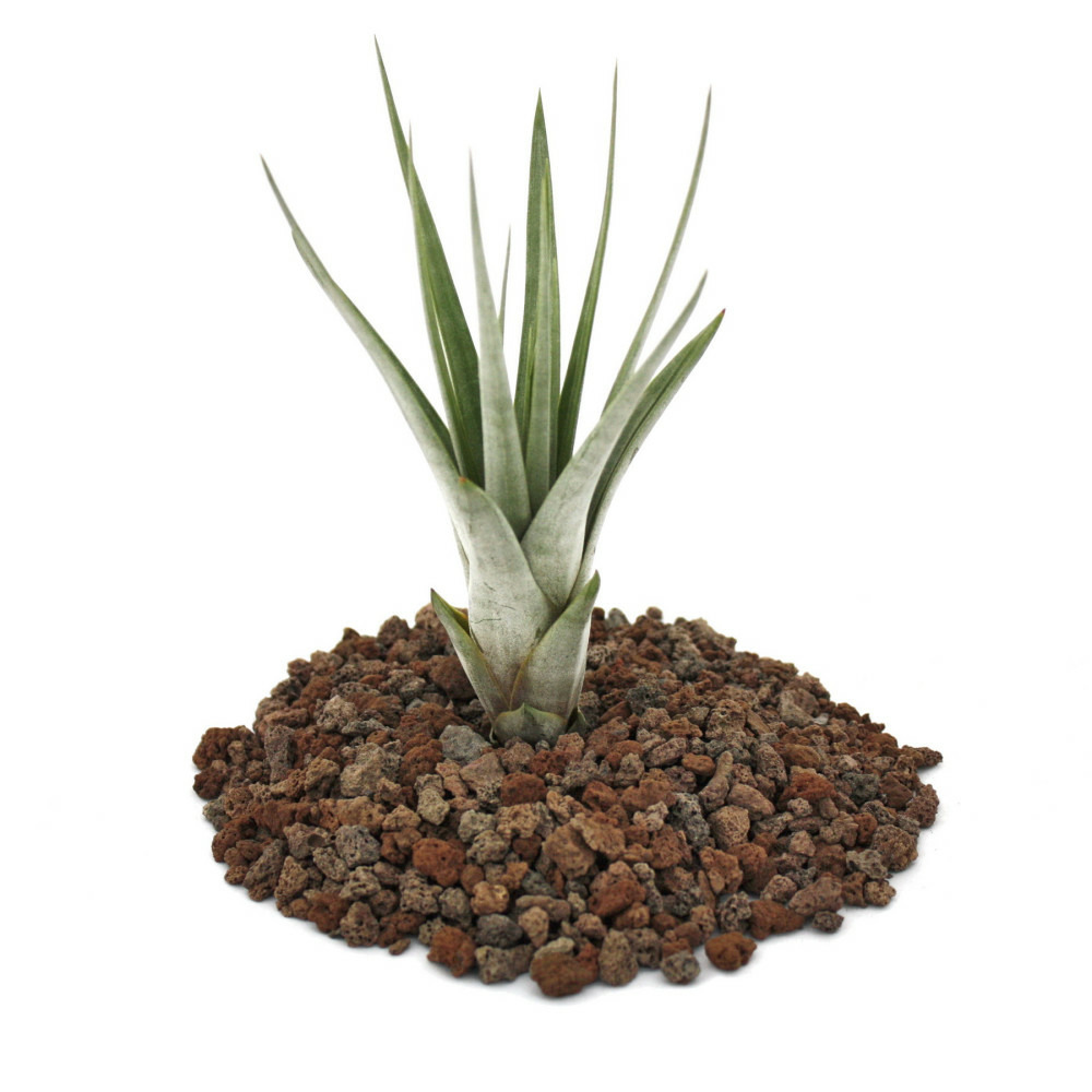 Tillandsia fasciculata - plante en vrac - petite