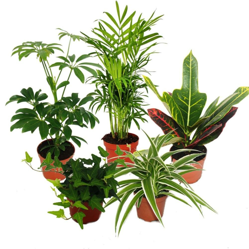 Grand ensemble de 5 plantes d'intérieur - 9cm