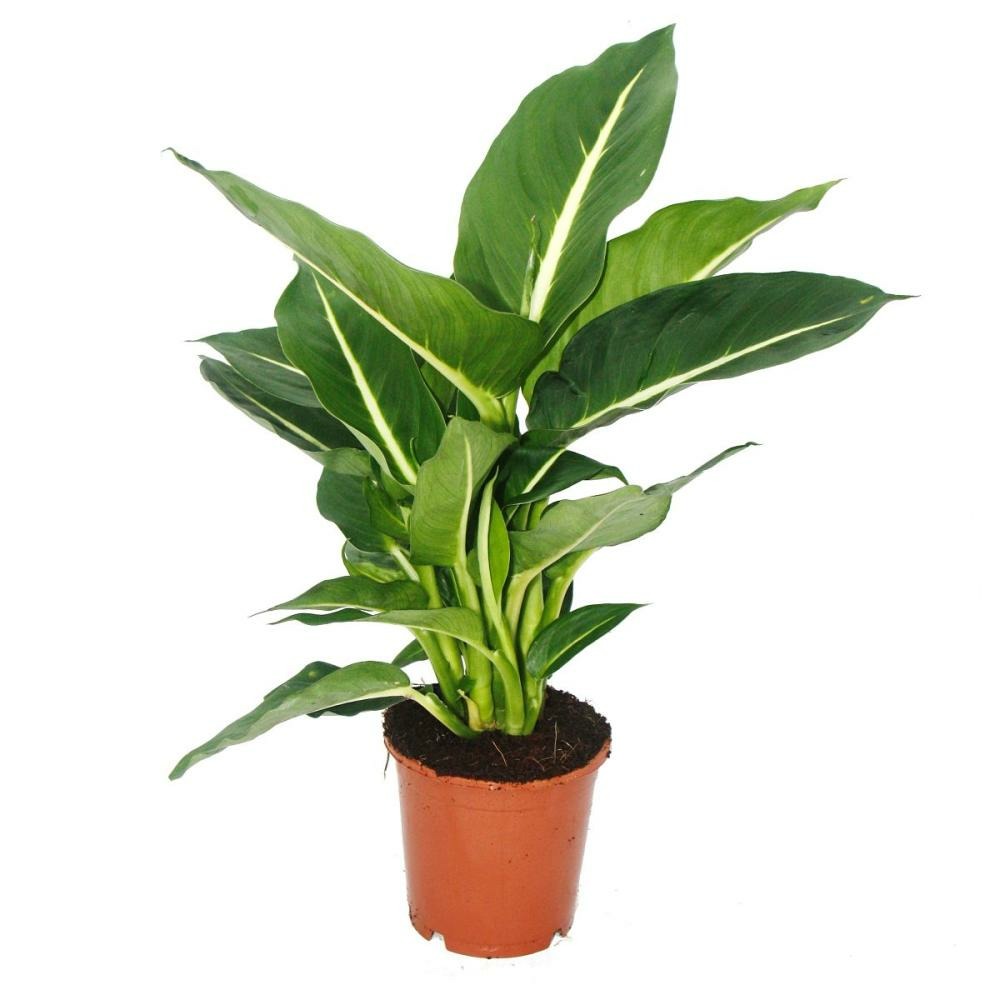 Exotenherz - dieffenbachia magic green - 1 plante - plante d