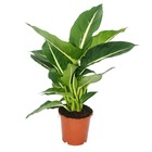 Exotenherz - dieffenbachia "magic green" - 1 plante - plante d'intérieur facile d'entretien - purificatrice d'air - pot 12cm