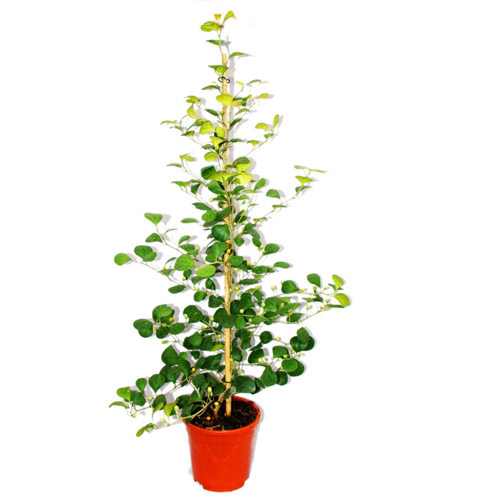 Figue de barbarie - ficus deltoidea - pot de 17cm - hauteur env. 80cm