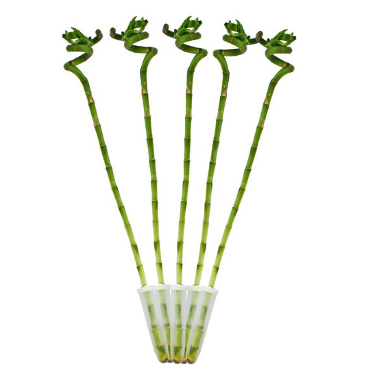 Lot de 5 bambous porte-bonheur 'lucky bamboo' - en forme de spirale - dans un tube - dracaena sanderiana - env.40 cm de haut
