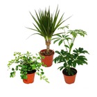 Set de 3 plantes d'intérieur - type 2 - 9cm