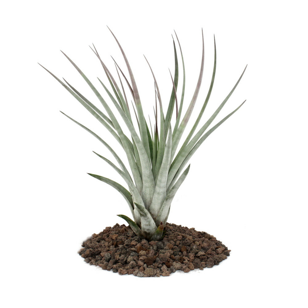 Tillandsia fasciculata - plante en vrac - grande